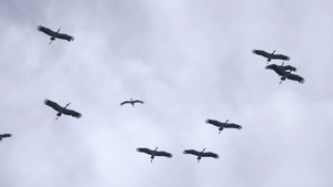 鸟群11秒视频