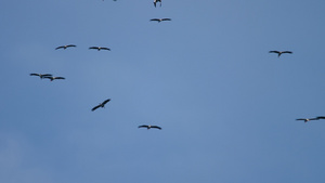 蓝天上的鸟群18秒视频