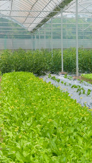 种植农田基地种植棚21秒视频