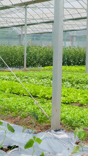种植农田基地农作物21秒视频