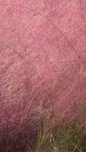 秋季风光粉黛乱子草花海自然风光56秒视频