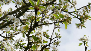 梨树上美丽的白春花花花朵32秒视频