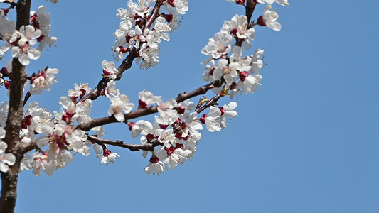 在清蓝的天空中杏树开花视频