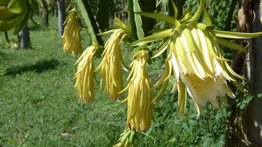 龙花视频