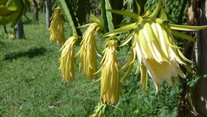 龙花19秒视频