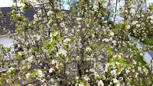 美丽的白春花梨树的鲜花30秒视频