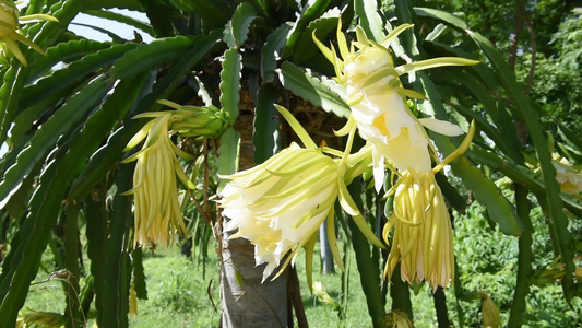 龙花视频