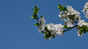 白樱花在清蓝的天空中43秒视频