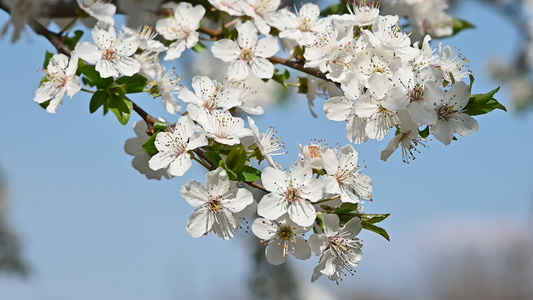 白樱花在清蓝的天空中视频
