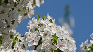 白樱花在清蓝的天空中24秒视频