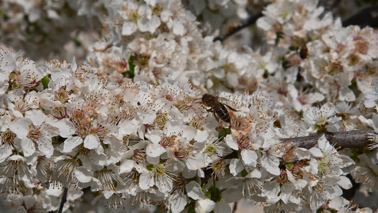 白樱桃梅花的蜜蜂视频