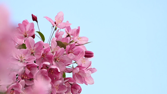粉红色的亚裔野螃蟹苹果树花视频