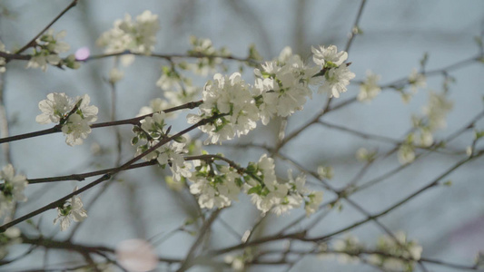 苹果树花视频