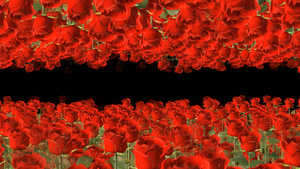 透明通道玫瑰花视频素材21秒视频