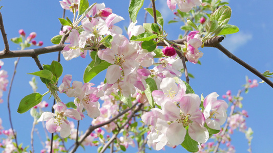 苹果树的花视频