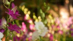 美丽的紫丁香紫色和洋红色兰花生长在绿色公园模糊的背景15秒视频