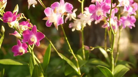 美丽的紫丁香紫色和洋红色兰花生长在绿色公园模糊的背景视频