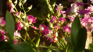 美丽的紫丁香和洋红色兰花生长在绿色公园15秒视频