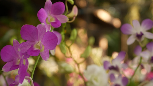 美丽的紫丁香紫色和洋红色兰花生长在绿色公园模糊的背景视频