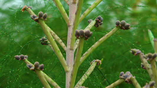 近距离小植物在succulent工厂的叶子上卡兰乔管视频