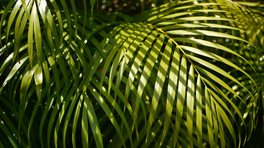 用阳光模糊热带绿色棕榈叶用散景抽象自然背景散焦的郁郁葱葱视频
