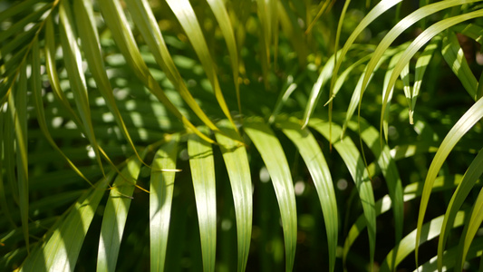 热带绿色棕榈叶的抽象自然背景视频