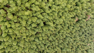 4K航拍绿色竹林12秒视频