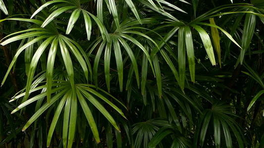 丛林森林赤道气候中明亮多汁的异国热带蔬菜背景与不寻常视频
