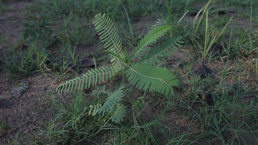 不寻常植物视频