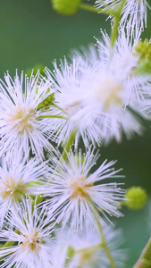 梦幻花朵勤劳蜜蜂工作小蜜蜂视频