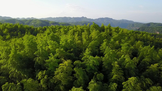 白节大旺竹海竹林风景线航拍素材视频