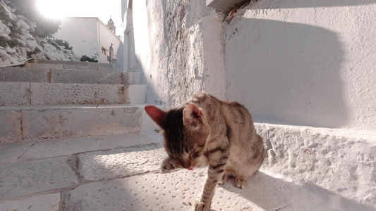 棕色猫咪在楼梯附近露脸锡诺斯岛灰色视频