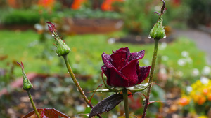 深红玫瑰有雨滴20秒视频