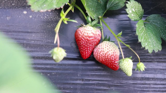 草莓采摘大棚草莓草莓销售视频