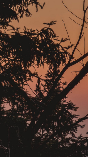 实拍透过树枝看日落延时摄影16秒视频