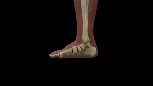 人体足部3D模型运动医学人体骨骼视频