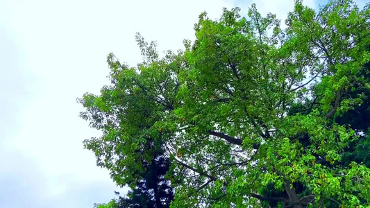 风吹动的树木和树叶视频