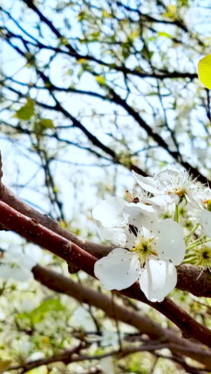 春天来到梨花盛开视频素材41秒视频