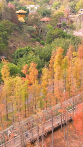 高清竖屏航拍青秀山东门兰湖落羽杉风景视频