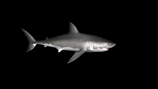 三维鲨鱼动画视频