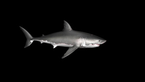 三维鲨鱼动画10秒视频