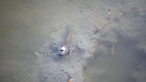 两栖鱼停留在泥地上7秒视频