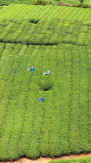 航拍福鼎山上白茶茶园合集白茶树61秒视频