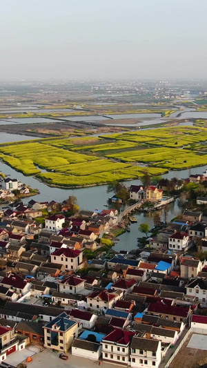 航拍兴化千垛景区湿地油菜花村庄视频风景名胜51秒视频