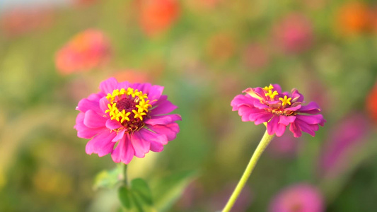 鲜花特写[干花]视频