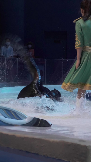 实拍水族馆海狮表演动物表演12秒视频
