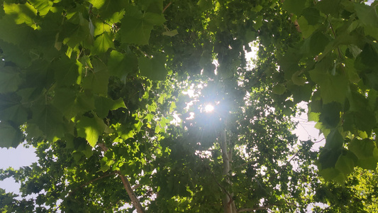 夏日树林中的阳光[林子里]视频