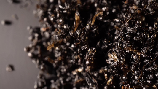 黑蚂蚁中药中草药中医药材视频