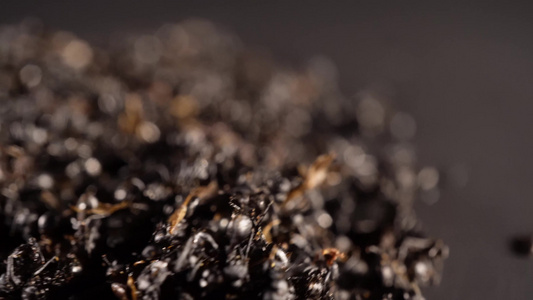 黑蚂蚁中药中草药中医药材视频