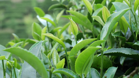 茶叶 采茶 红茶 绿茶 春茶 茶 有机茶视频